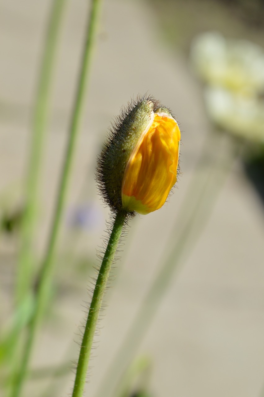 poppy garden golostebelny siberian free photo