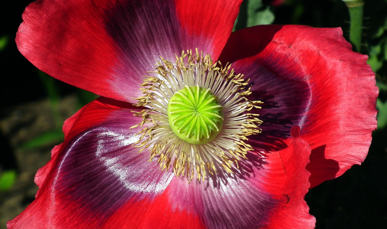 poppy garden  red  flower free photo