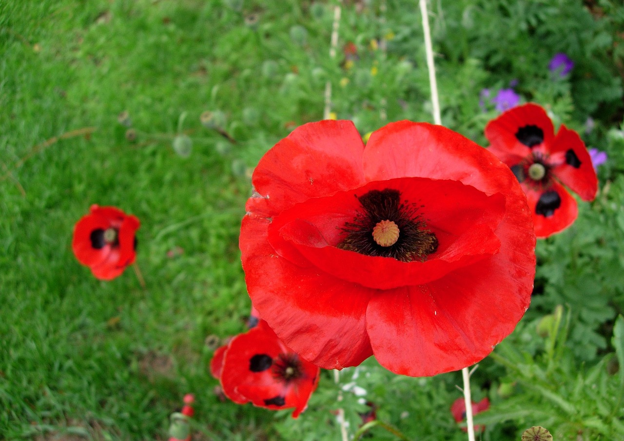 poppy grown poppy red flower free photo