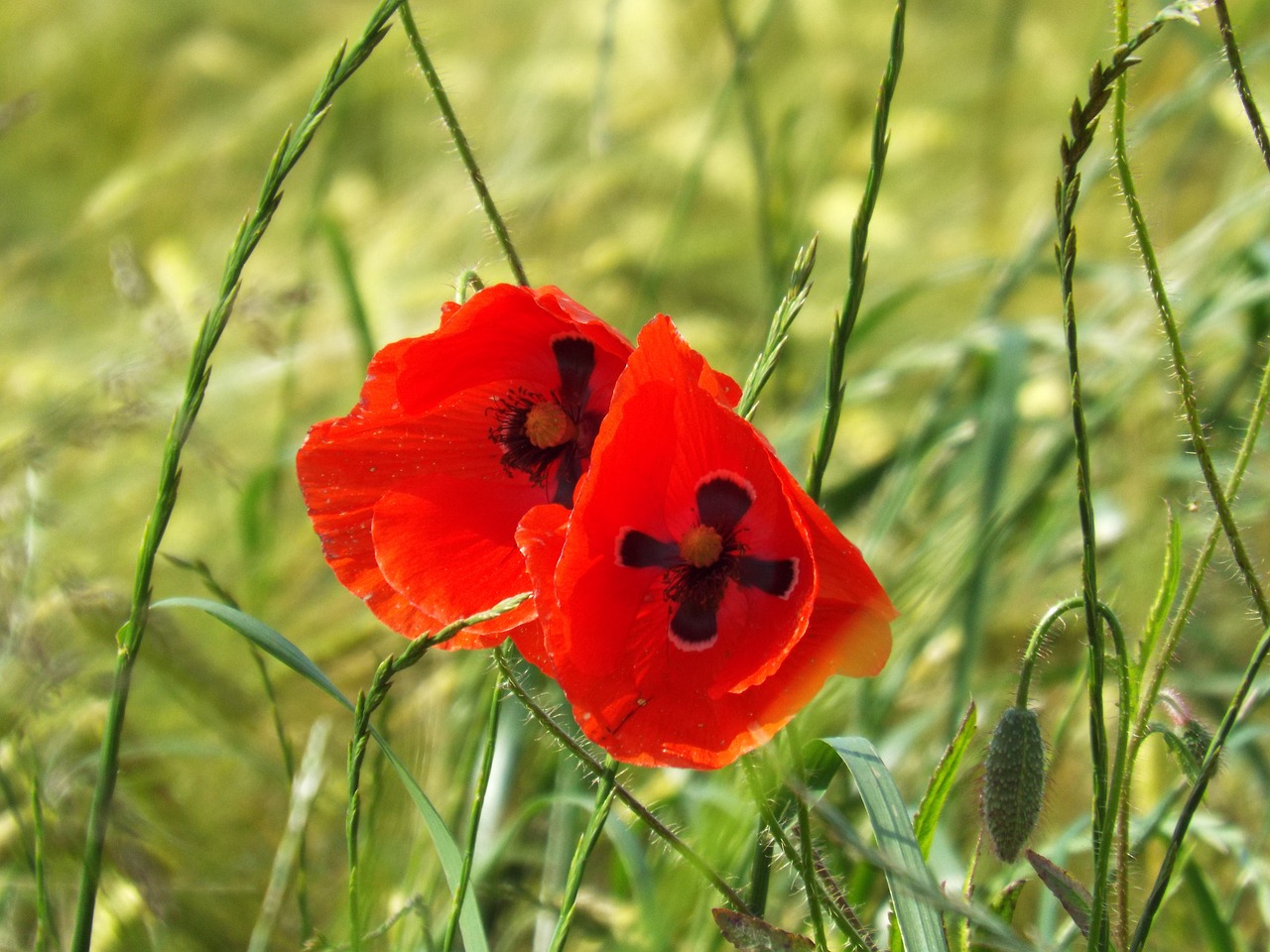 poppy in the corn field summer meadow free photo