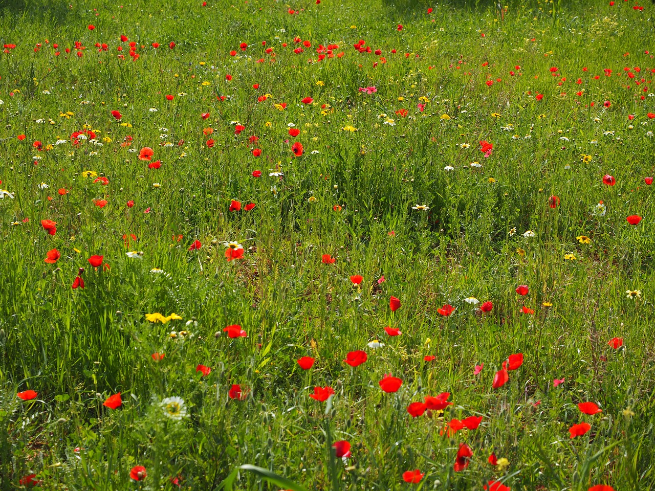poppy meadow poppy flower poppy free photo