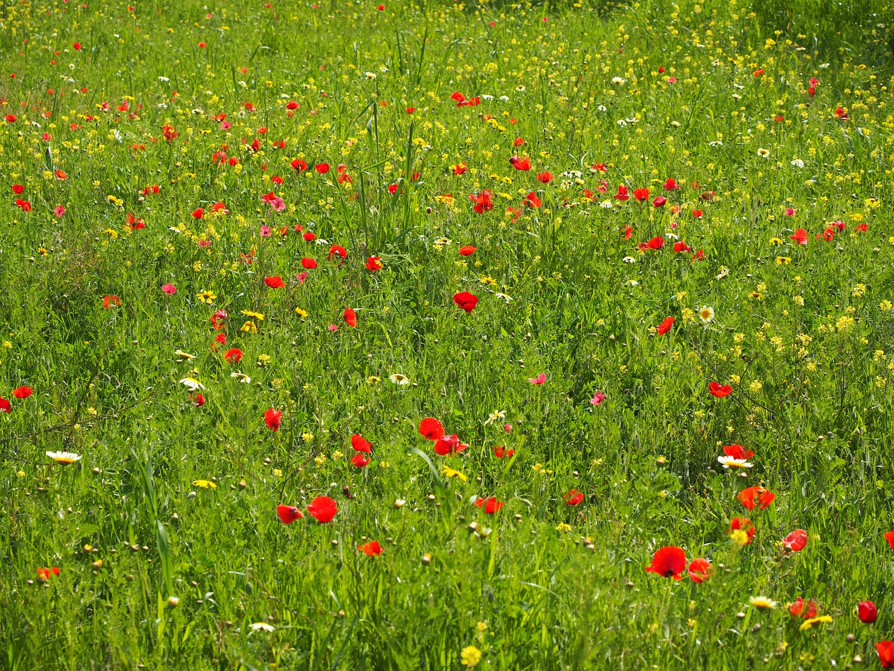 poppy meadow poppy flower poppy free photo