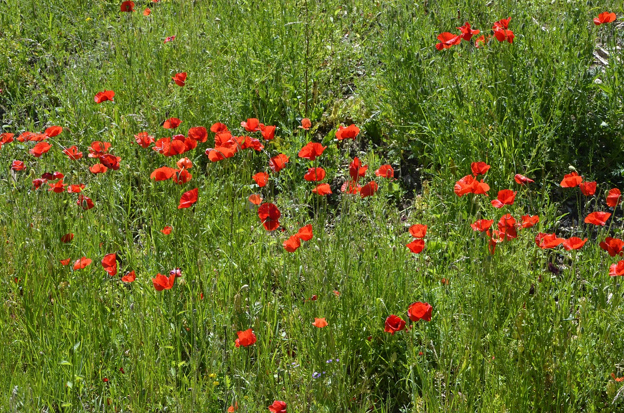 poppy meadow red flowers poppy free photo