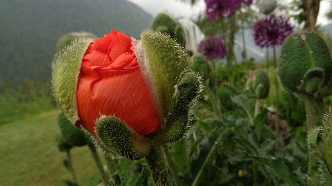 poppy-oriental red garden free photo