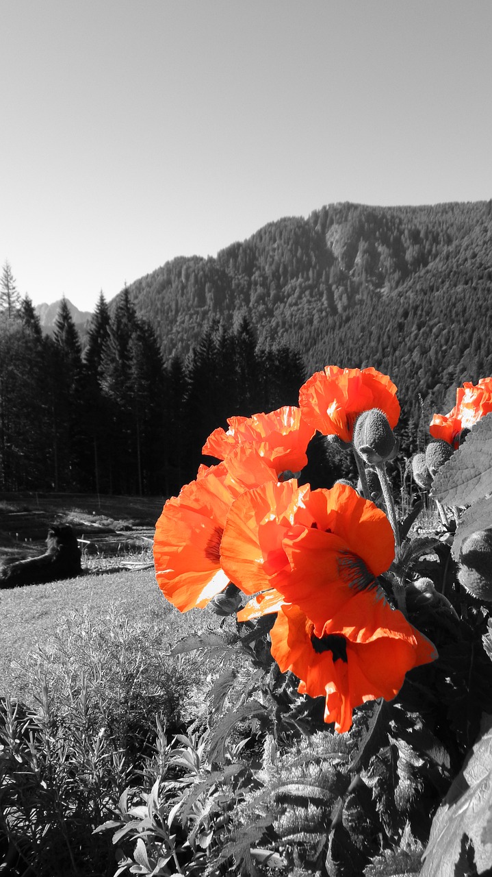 poppy-oriental red mountain free photo