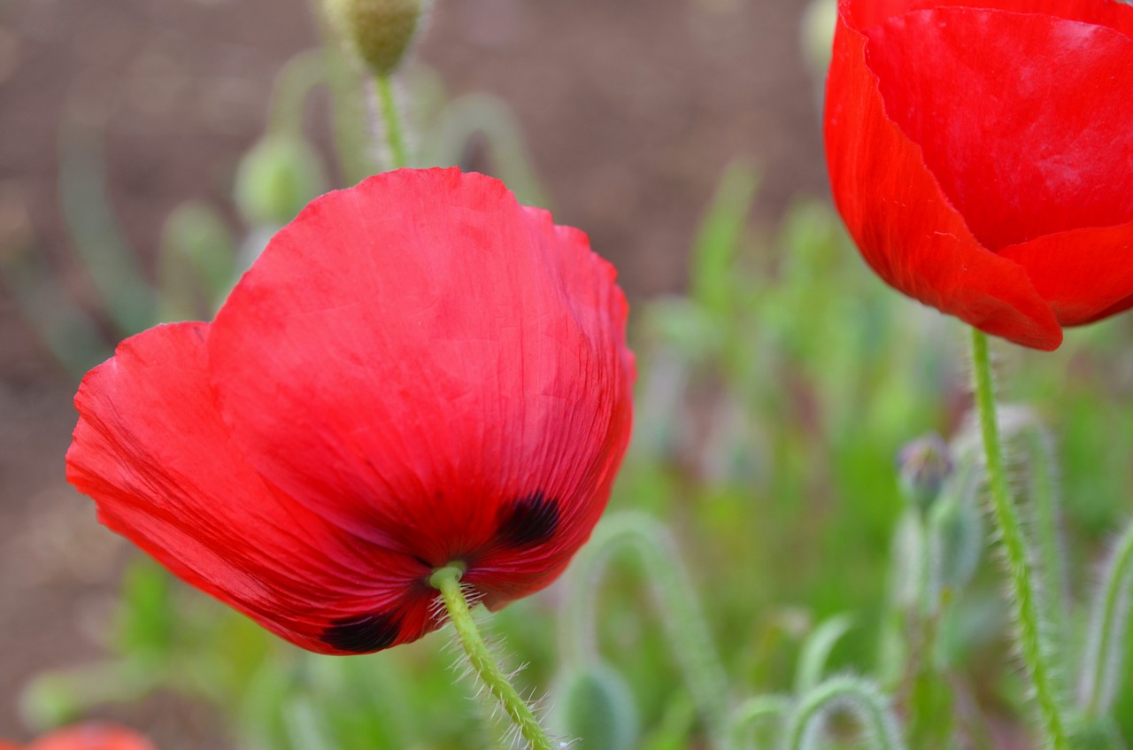 poppy red nature free pictures free photo