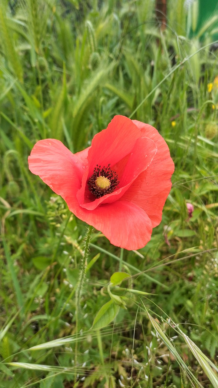 poppy red  flower  nature free photo