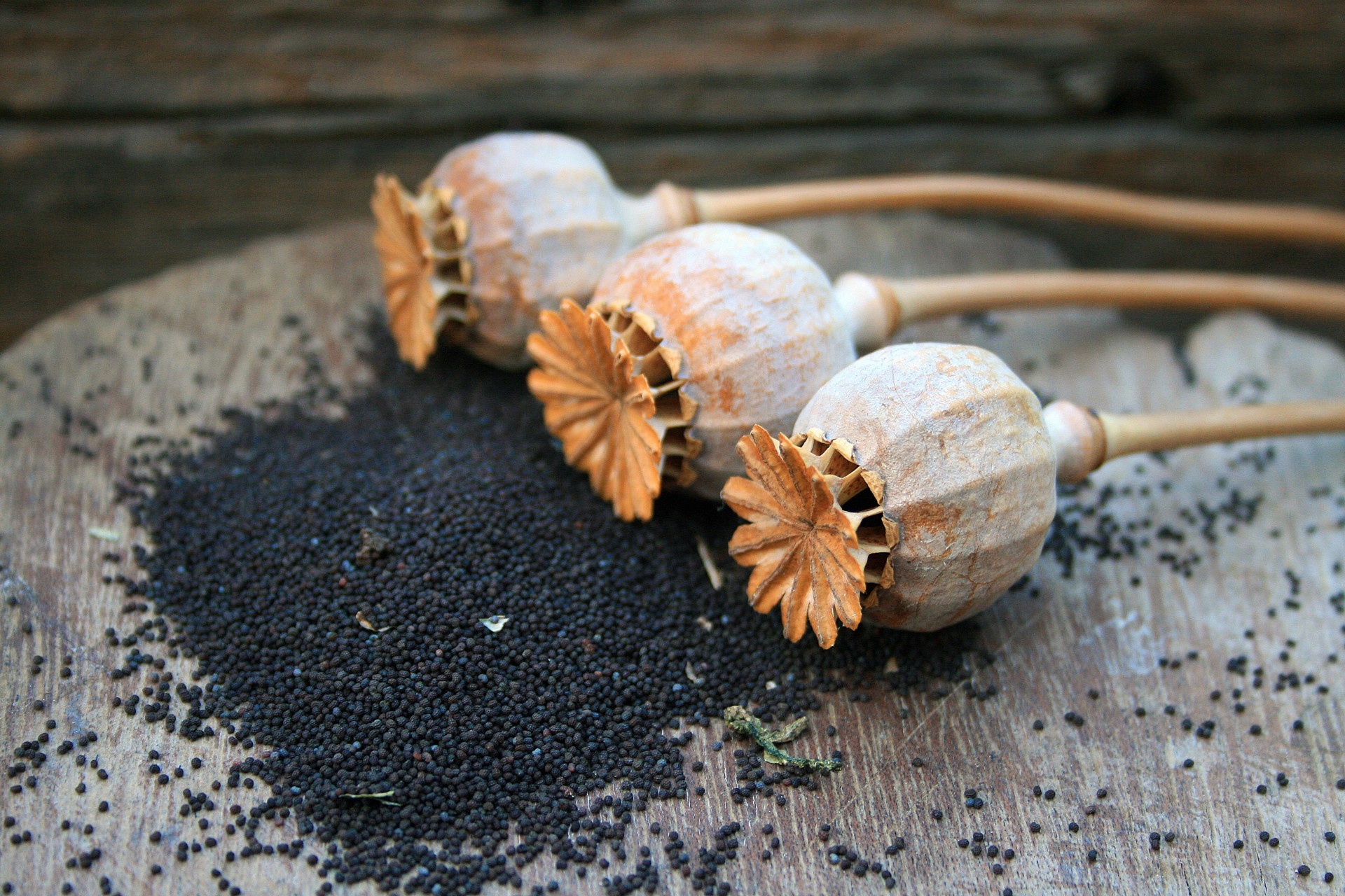 pods seed poppies free photo