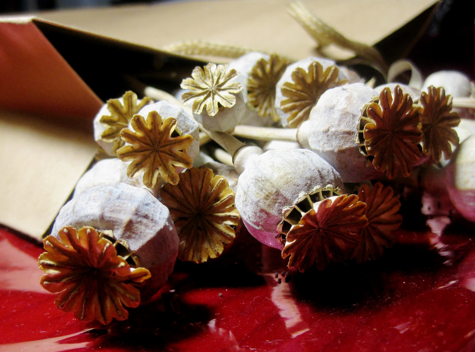 poppies seedpods dry free photo