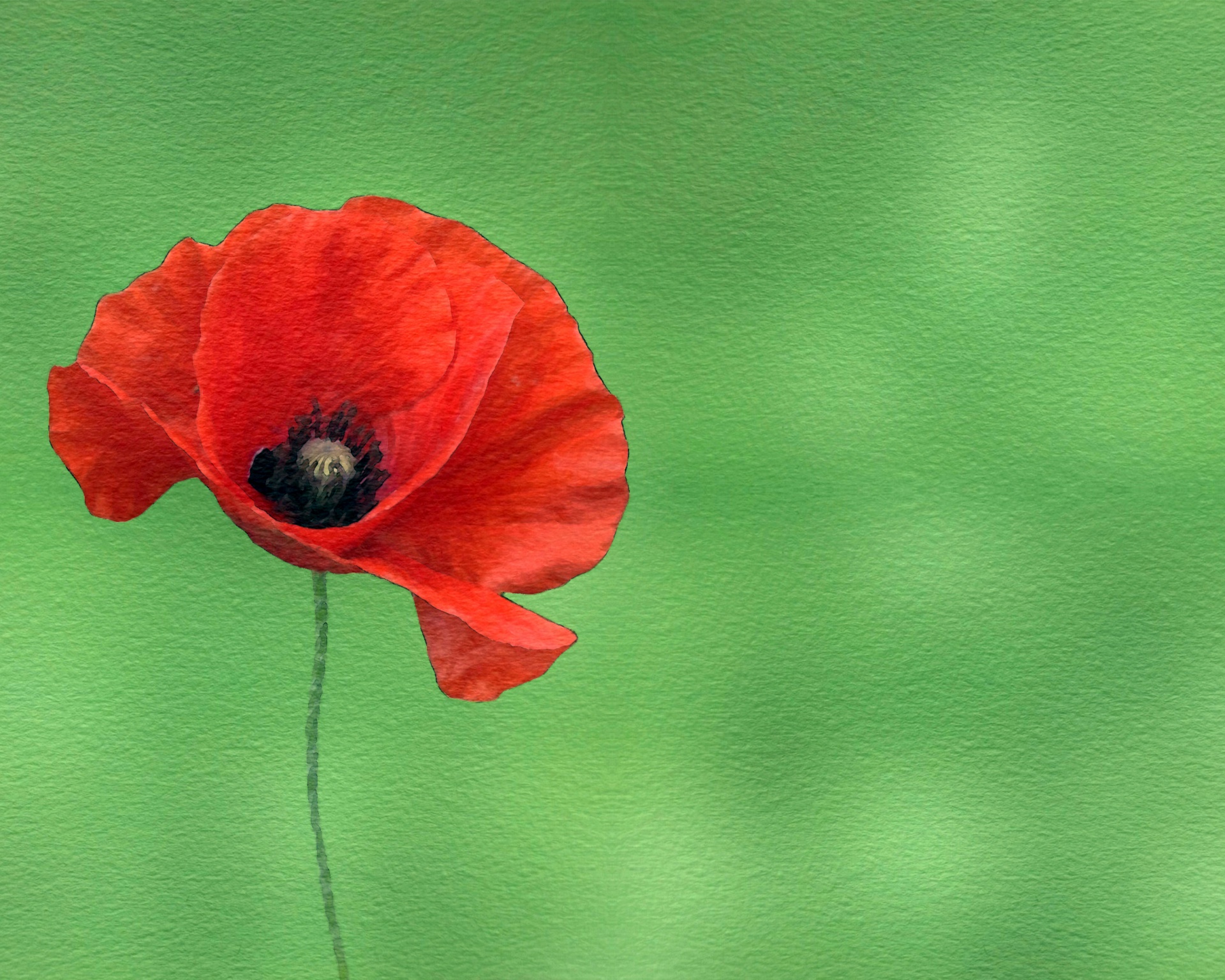 poppy flower watercolor free photo