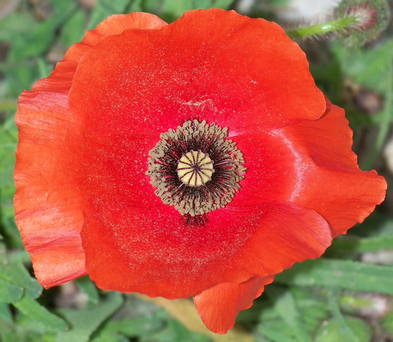 poppy red flower free photo