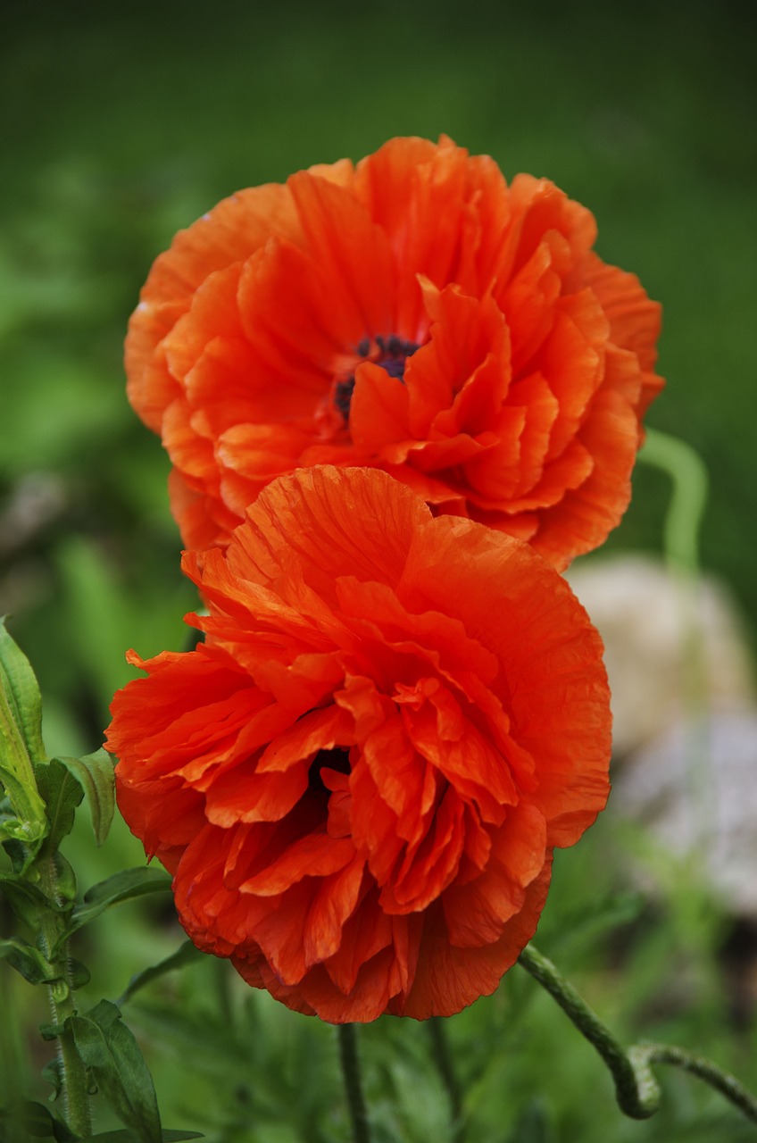 poppy's orange flower free photo