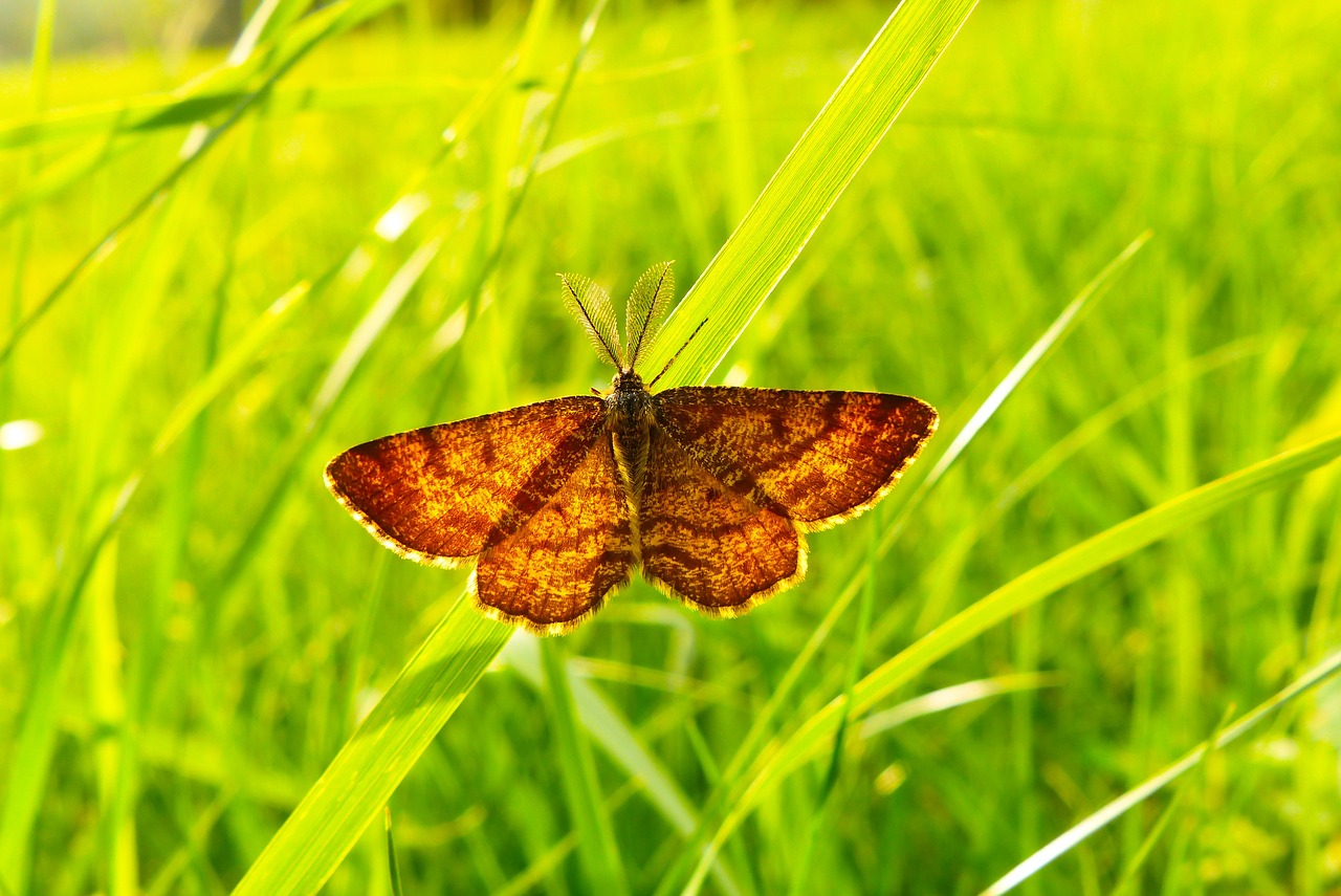 poproch pylinkowiak  tom  butterfly night free photo