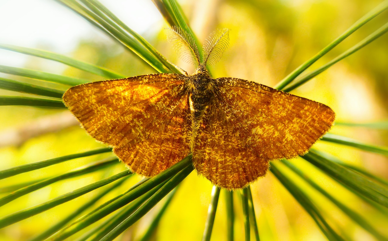 poproch pylinkowiak  tom  butterfly night free photo