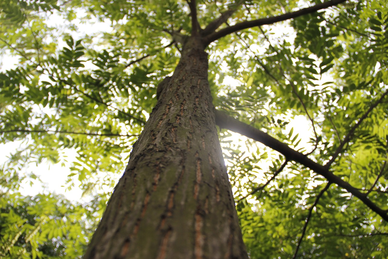 populus big trees canopy free photo