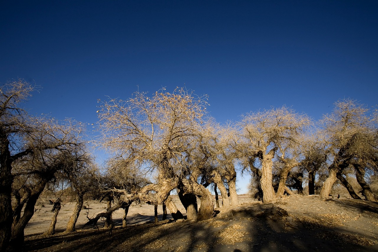 populus winter desert free photo