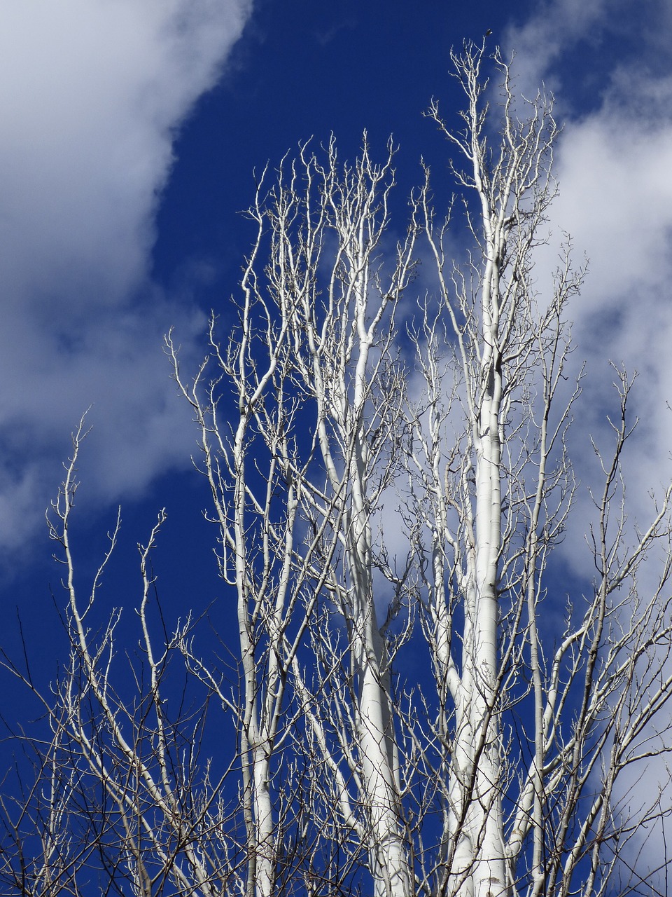 populus alba white poplar sky free photo