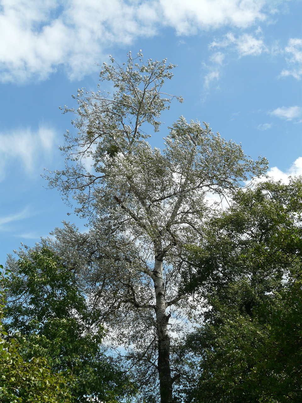 populus alba tree poplar free photo