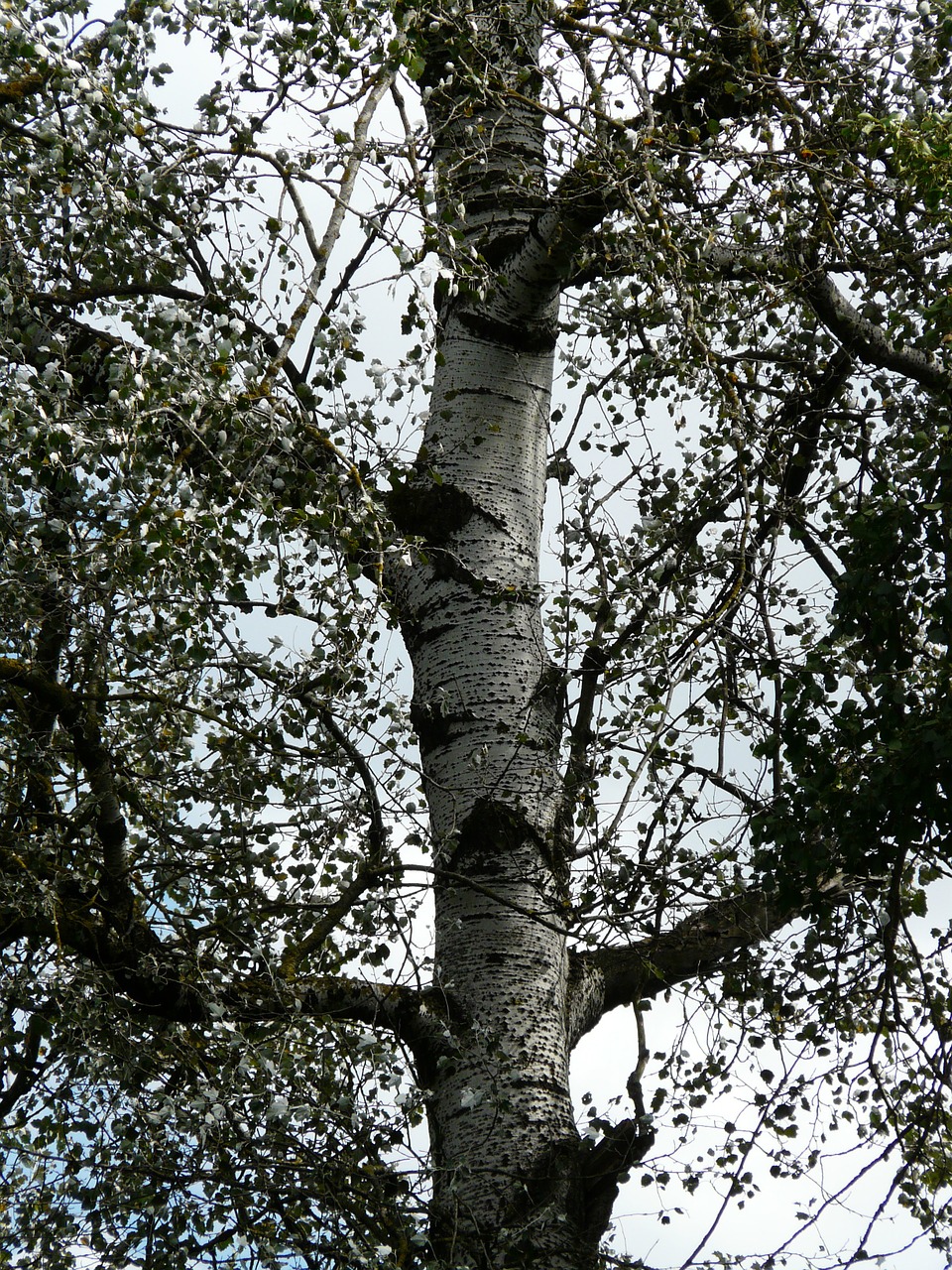 populus alba log bark free photo
