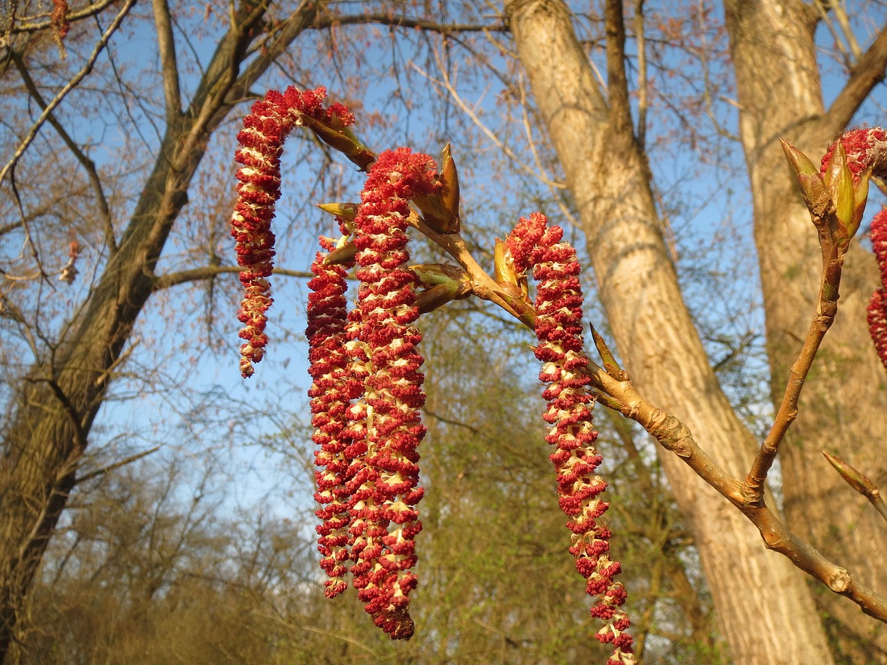 populus canadensis hbrid black poplar canadian poplar free photo