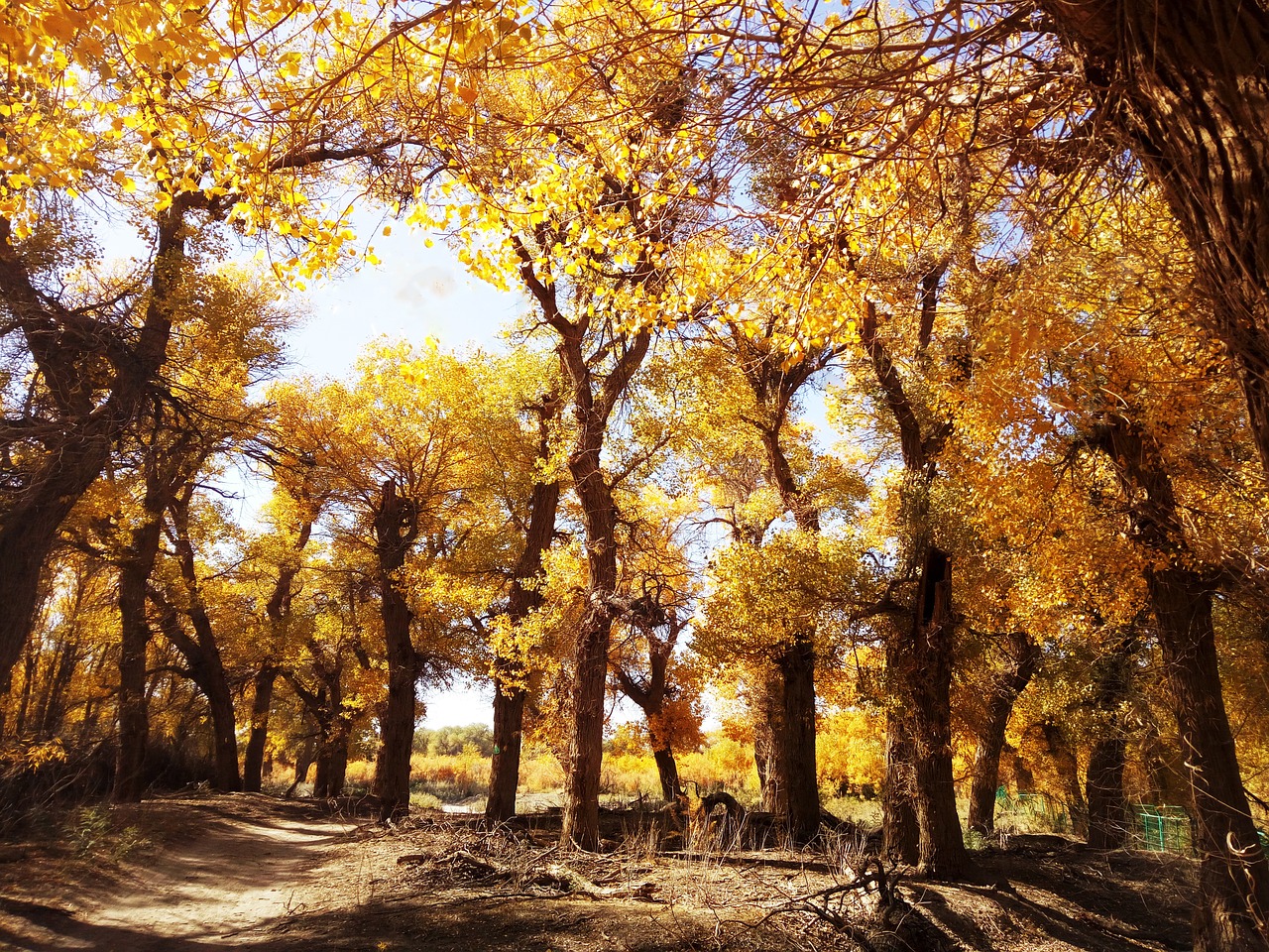 populus euphratica forest afternoon autumn free photo