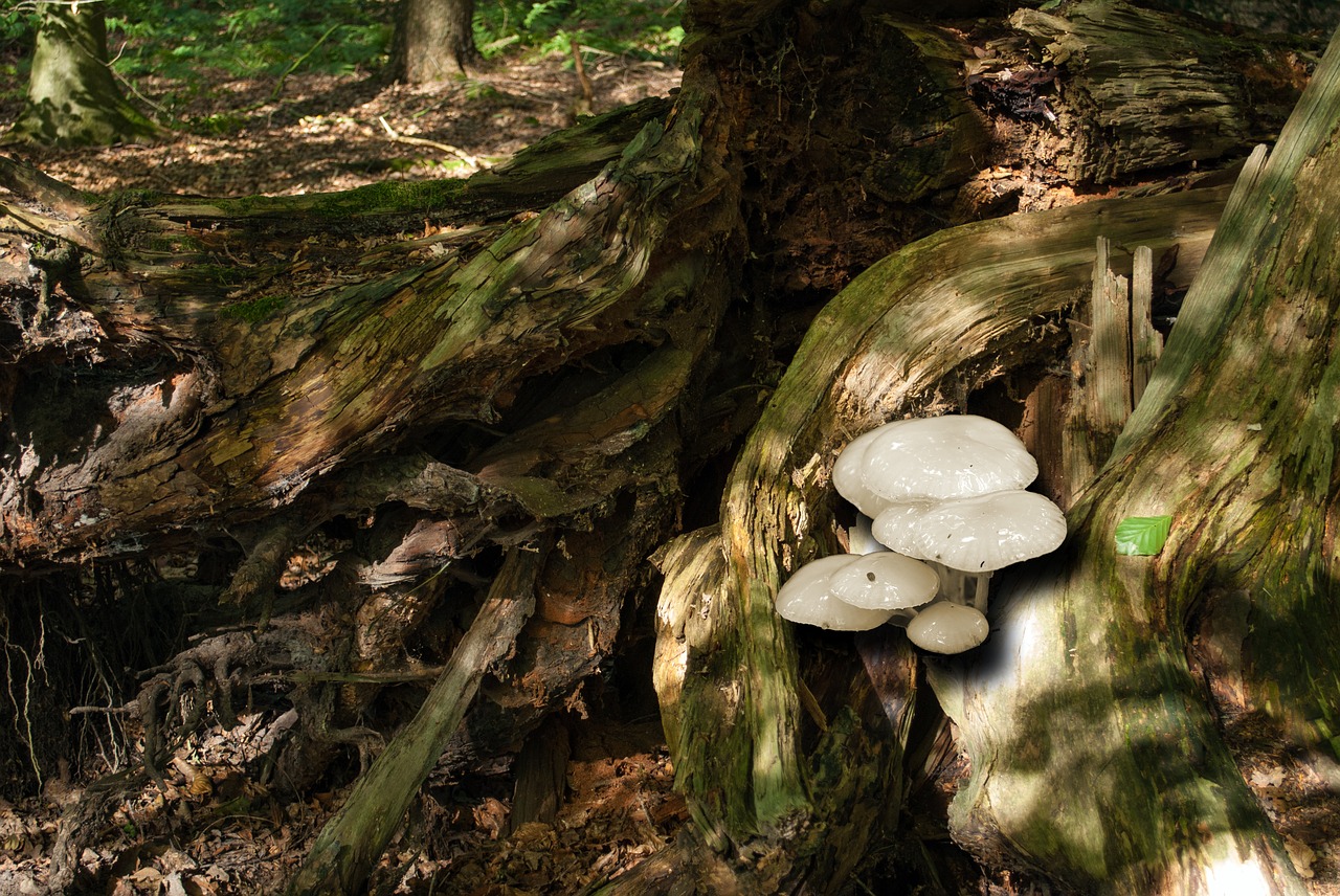 porcelain fungus  tree stump  nature free photo