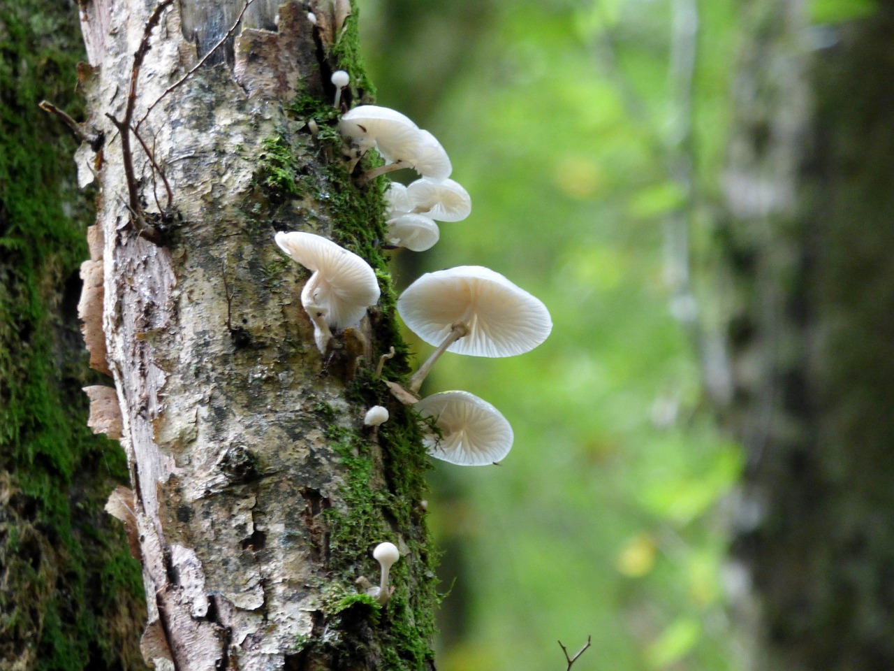 porcelain fungus nature forest free photo