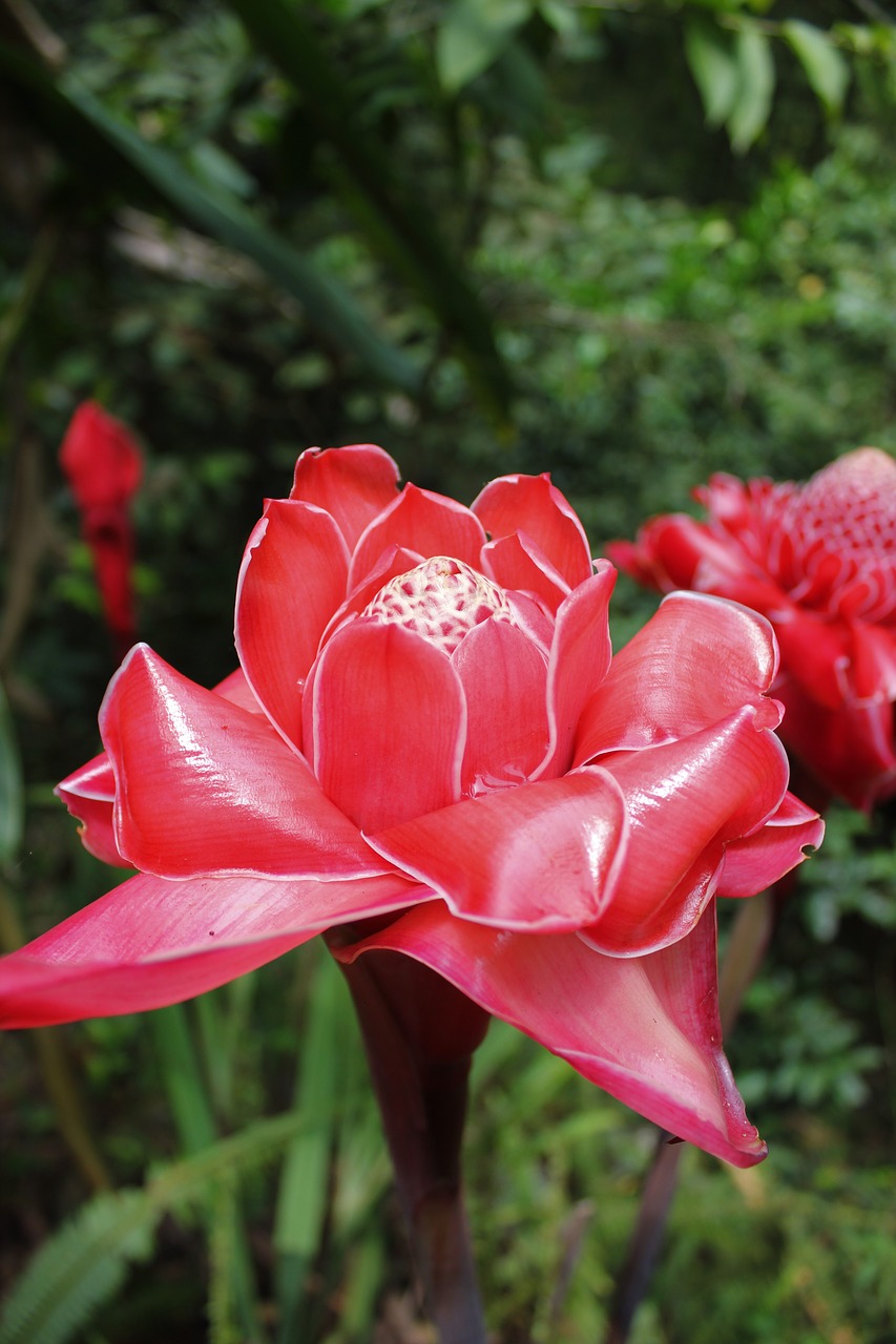 porcelain rose red exotic free photo