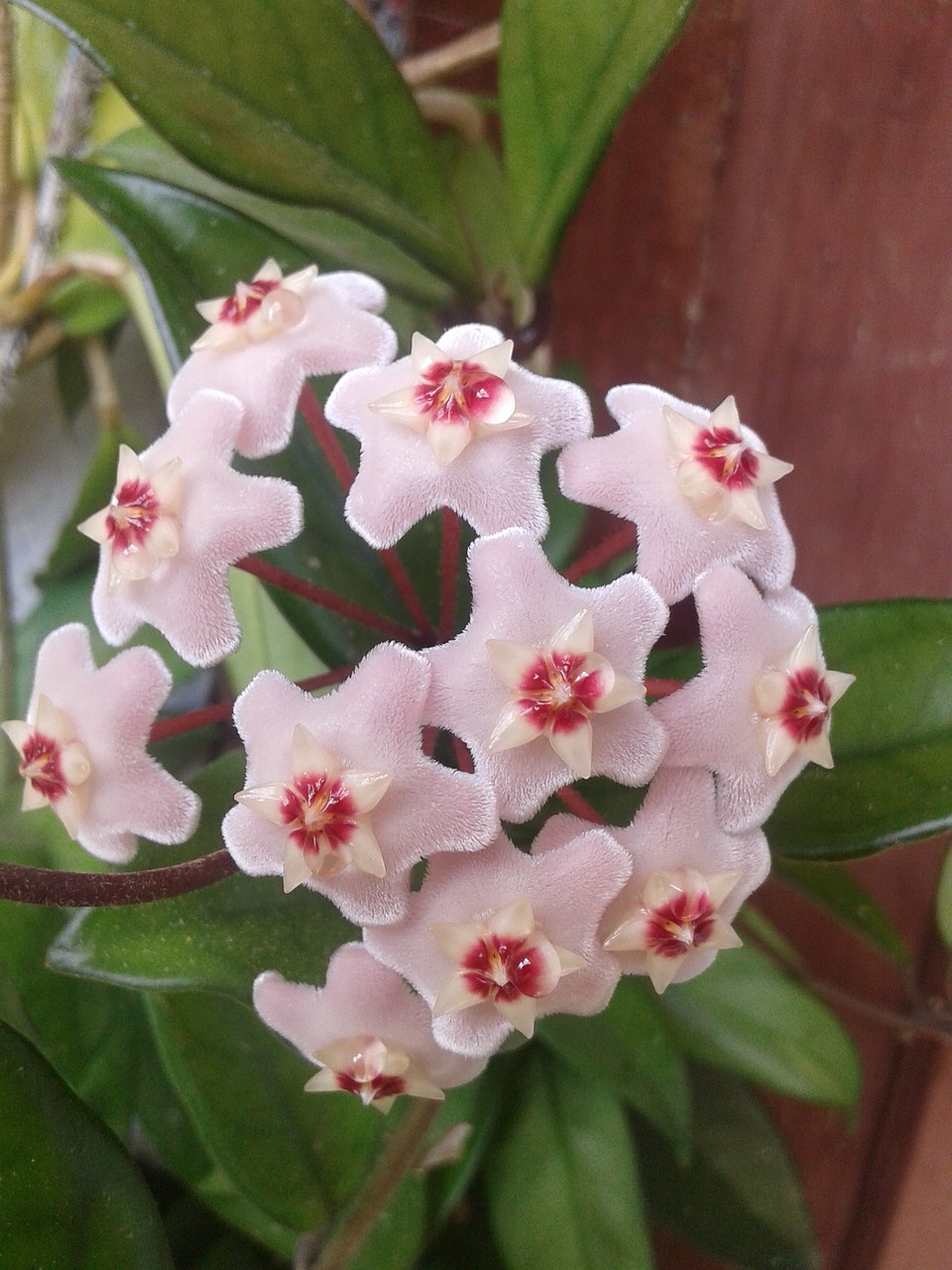 porcelainflower  wax plant  hoya carnosa free photo