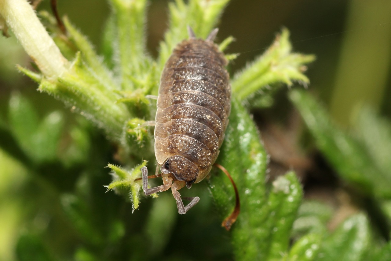 porcellio scaber insect macro photography free photo