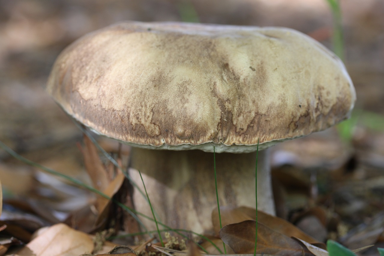 porcini mushroom edulis free photo