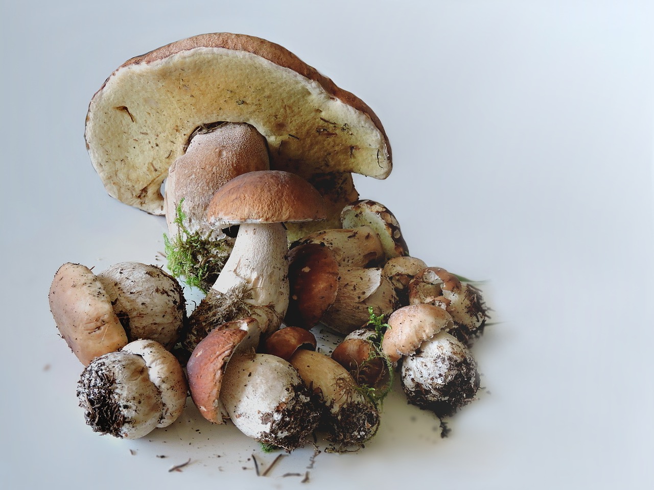 porcini mushrooms food mushrooms boletus free photo