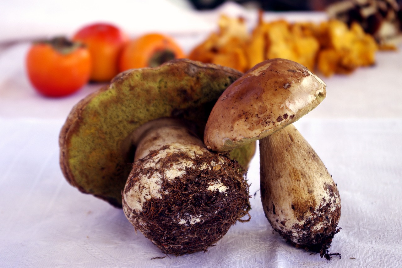 porcini mushrooms boletus edulis mushrooms free photo