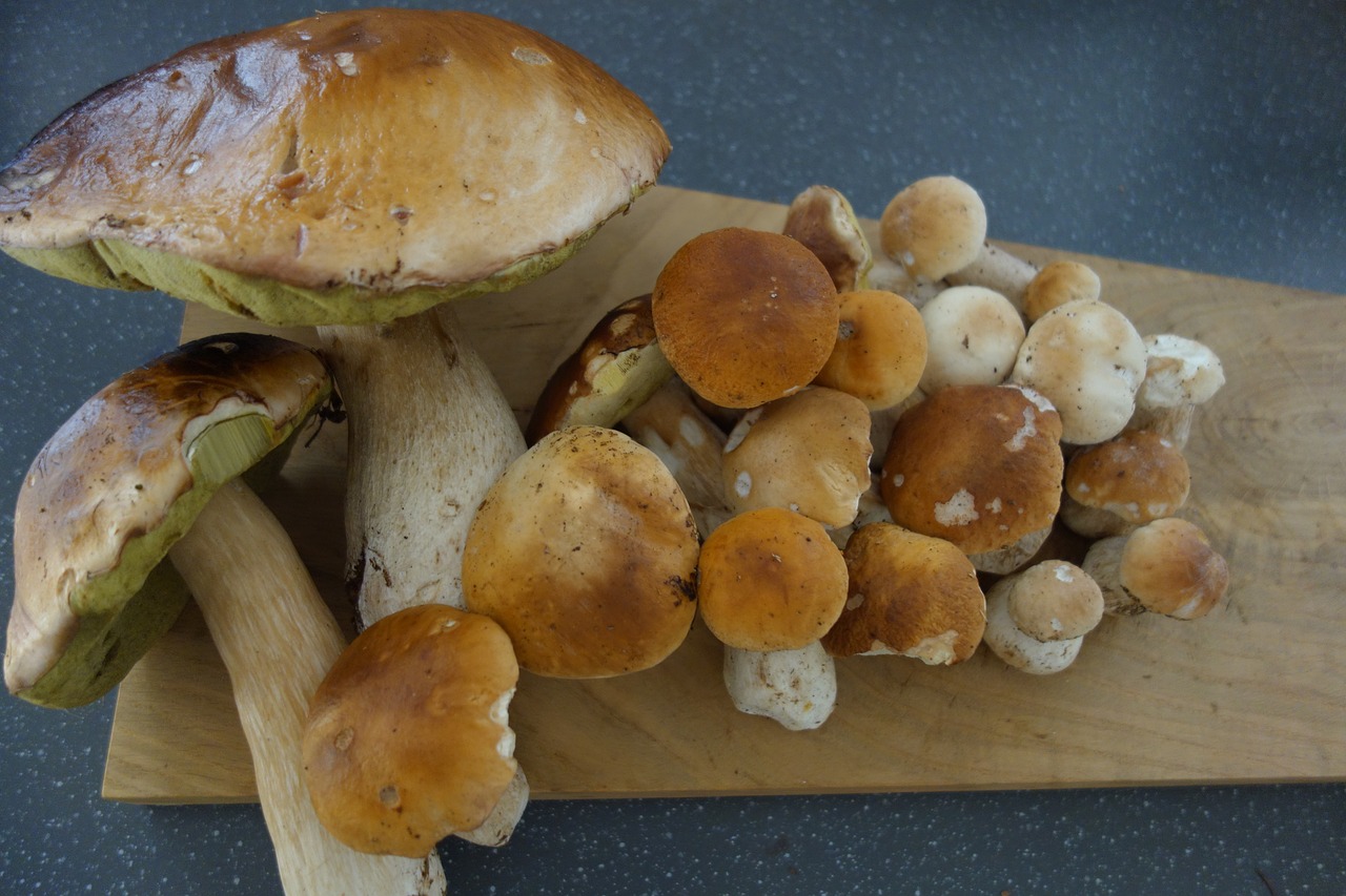 porcini mushrooms  mushrooms  mushroom free photo