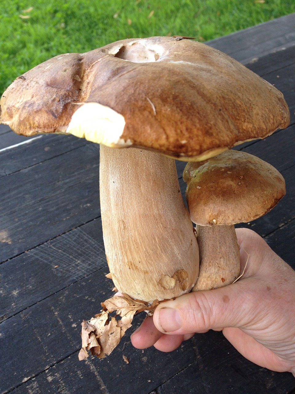 porcini mushrooms mushroom brown free photo