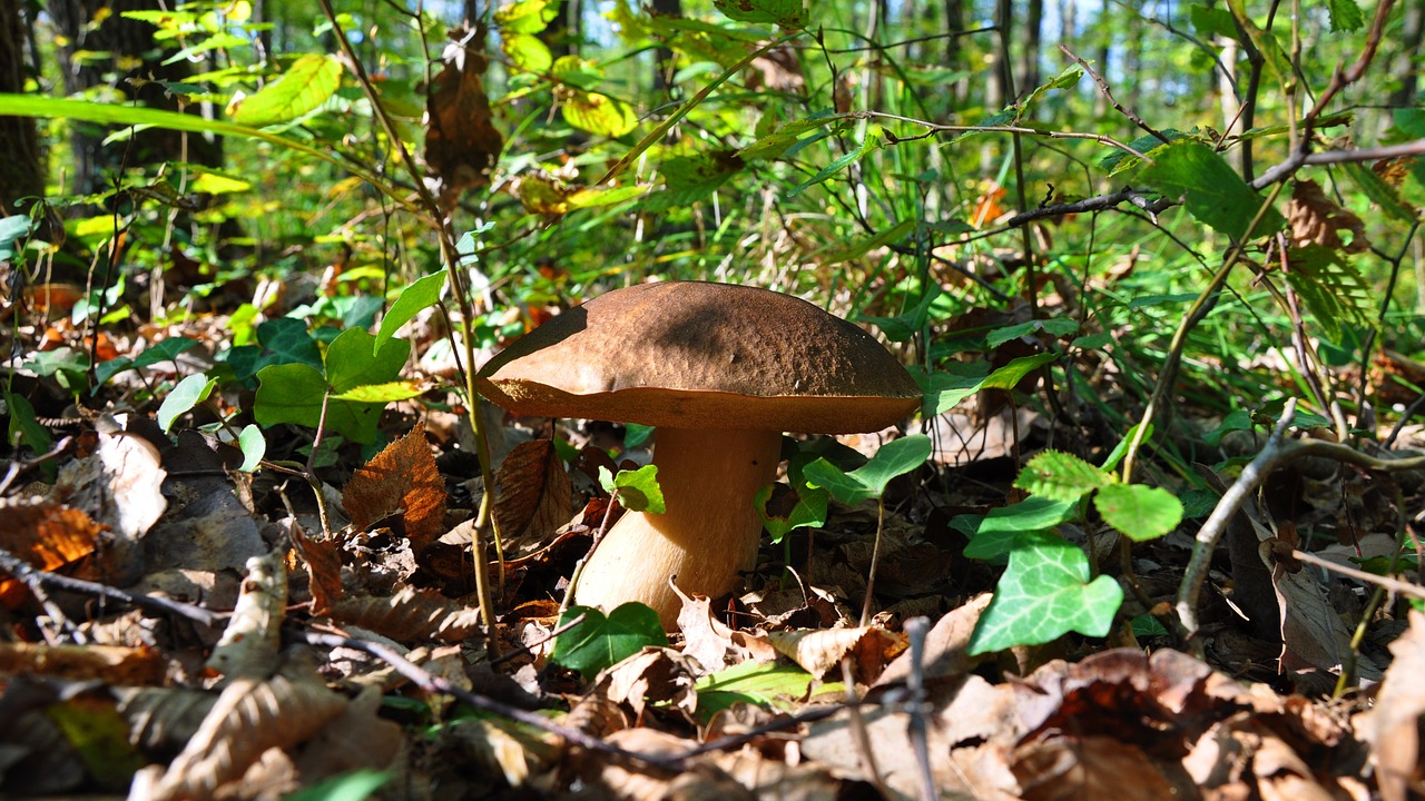 porcini mushrooms autumn mushroom free photo