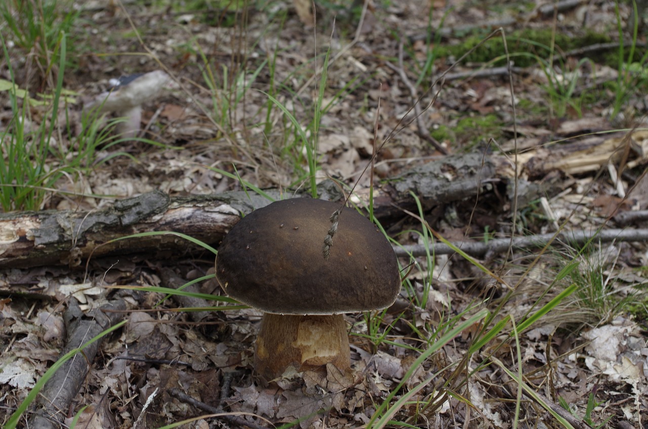 porcini mushrooms mushroom forest free photo