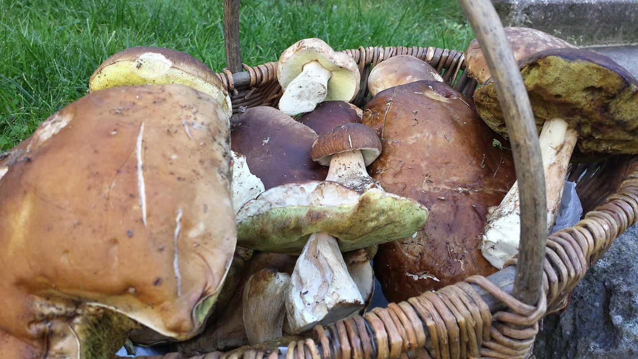 porcini mushrooms mushroom picking basket free photo