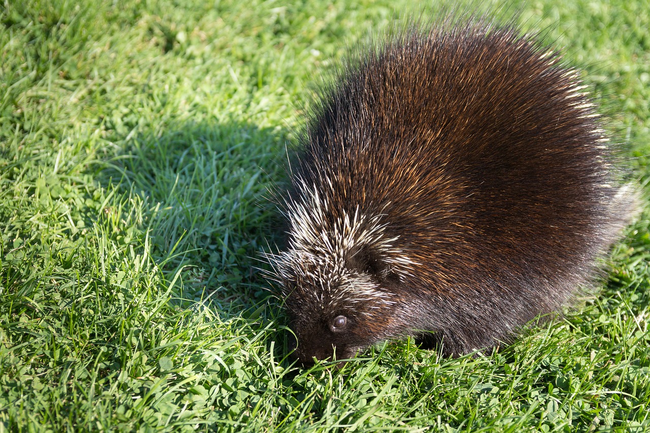 porcupine animal wildlife free photo