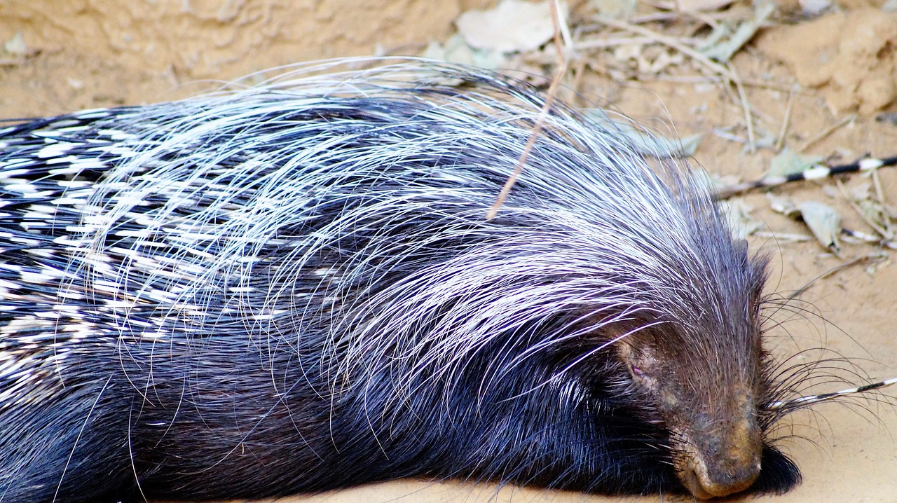 porcupine animal wild free photo