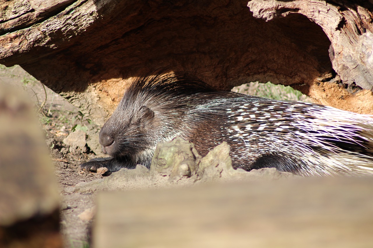 porcupine wildlife park leverkusen free photo