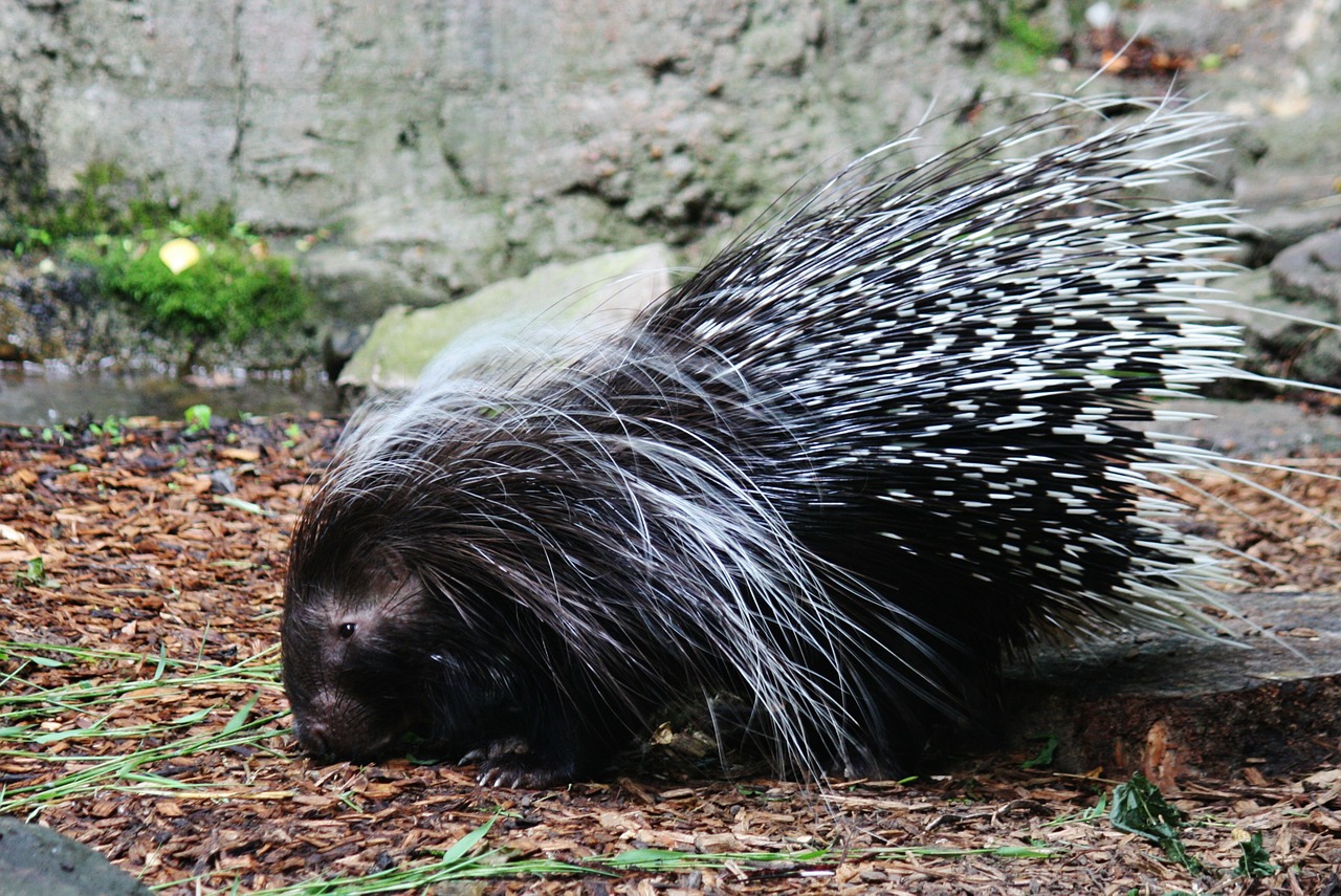 porcupine hedgehog spines free photo
