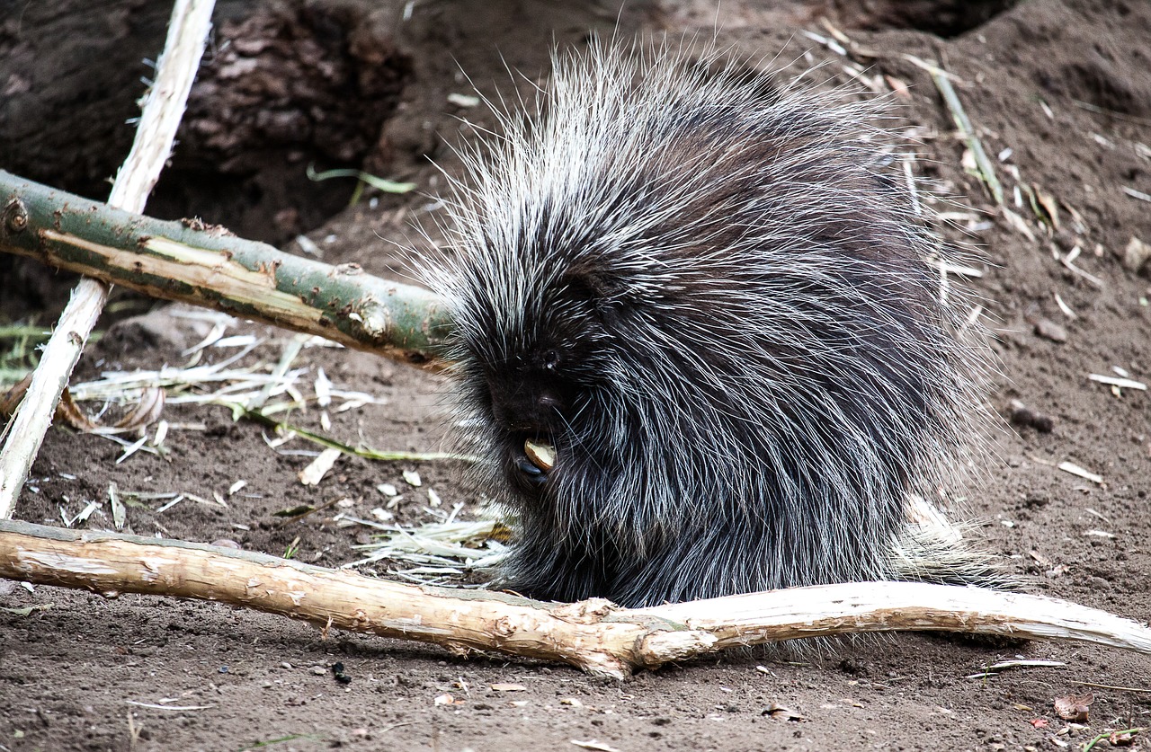 porcupine animal prickly free photo