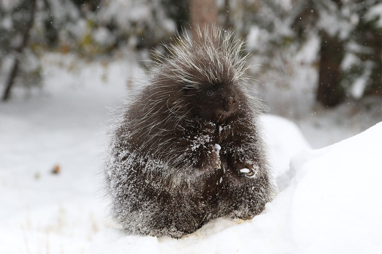 porcupine mammal animal free photo