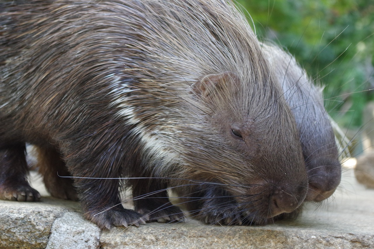 porcupine  zoo  spur free photo