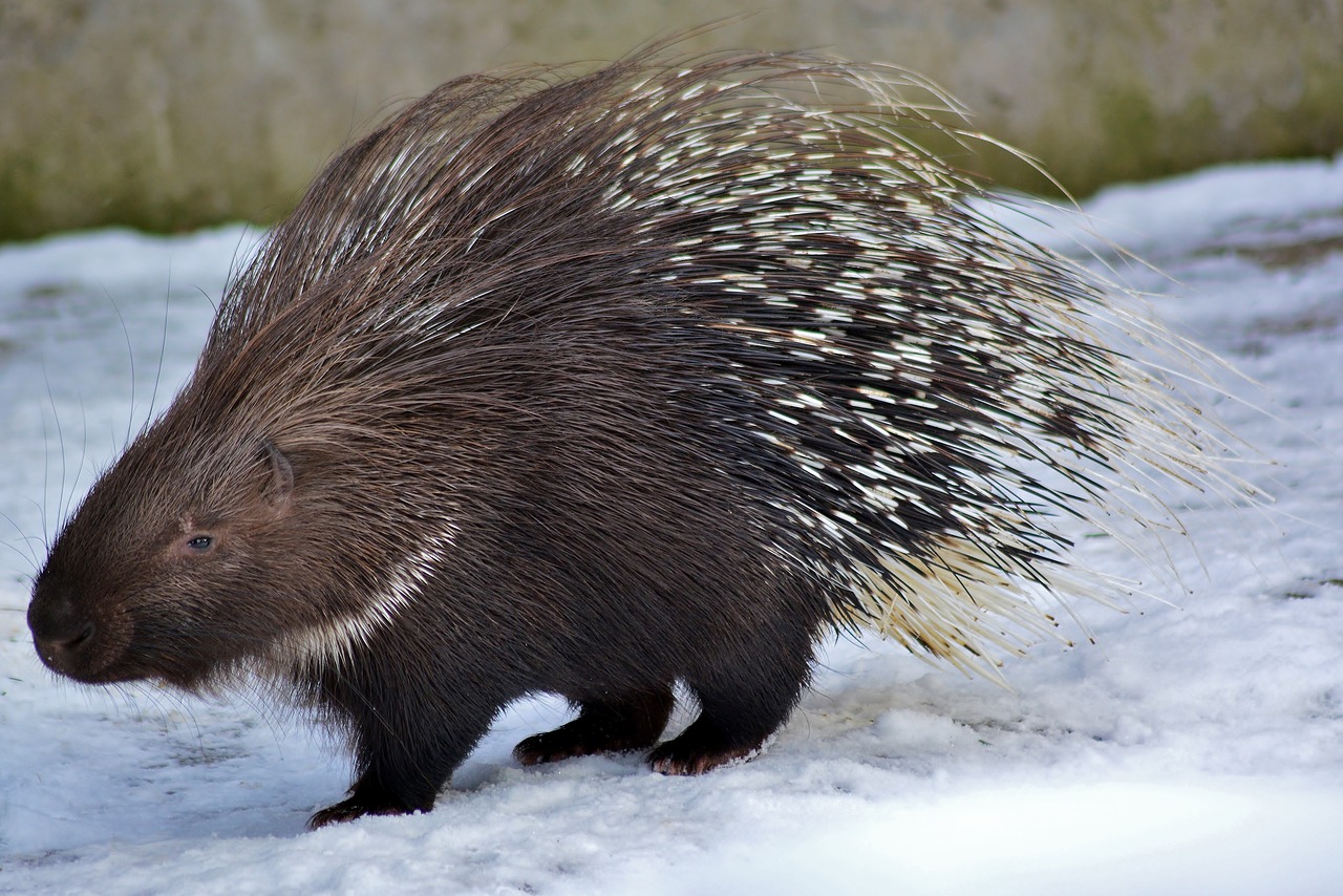 porcupine  rodent  zoo free photo