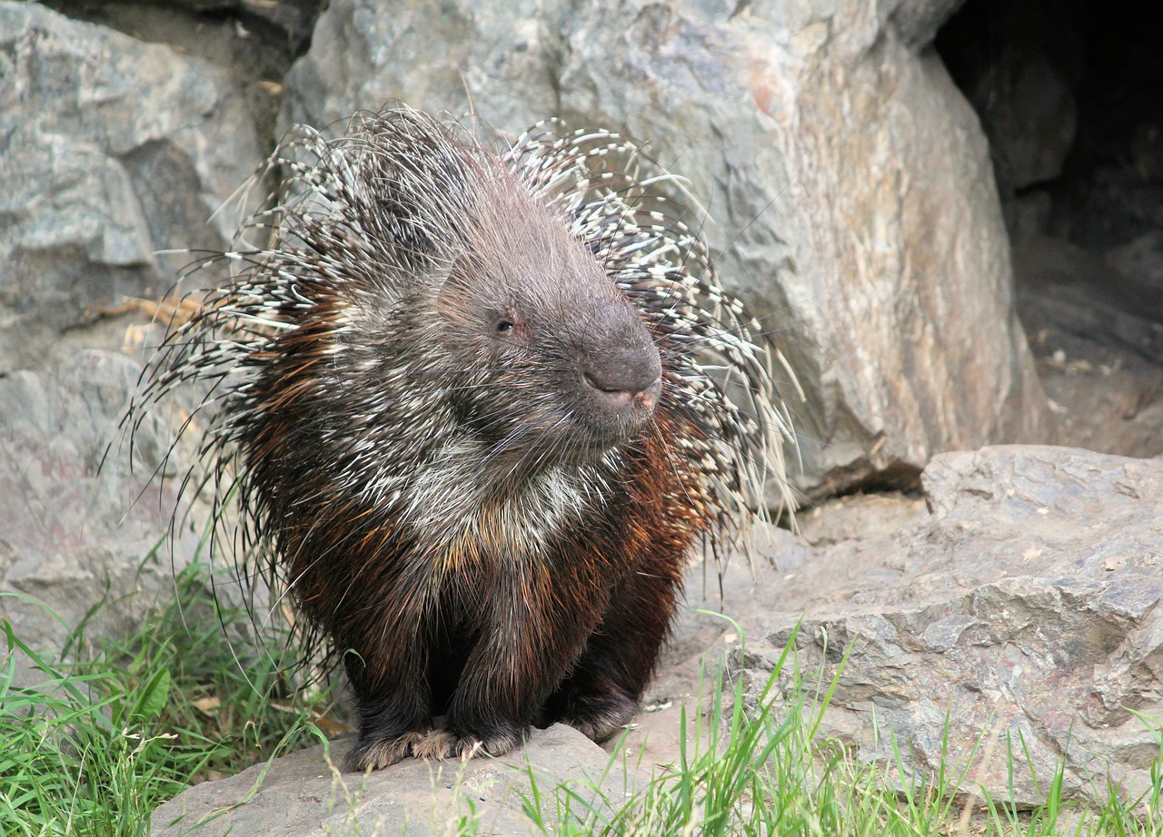 porcupine  quills  spines free photo