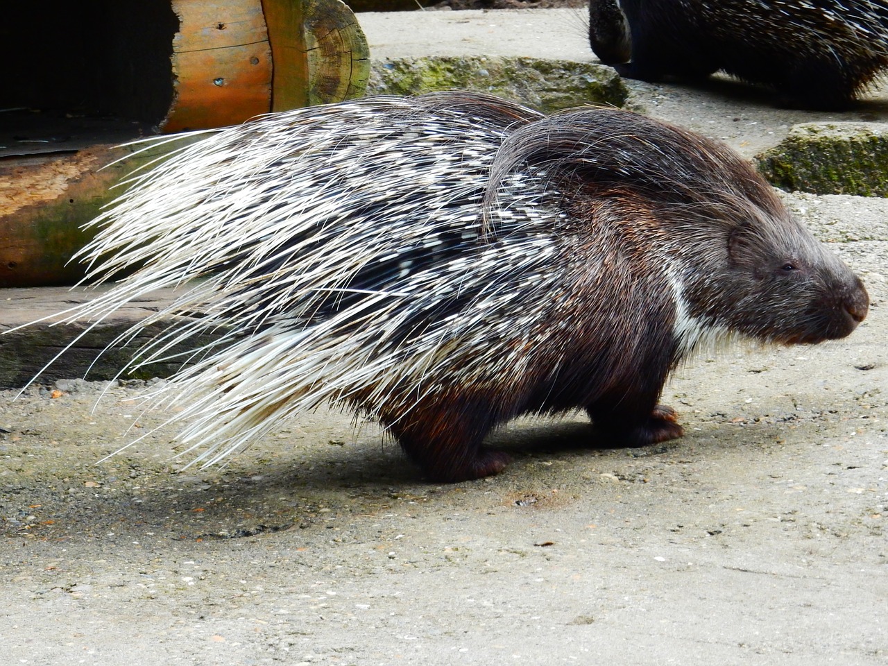 porcupine wildlife park spur free photo