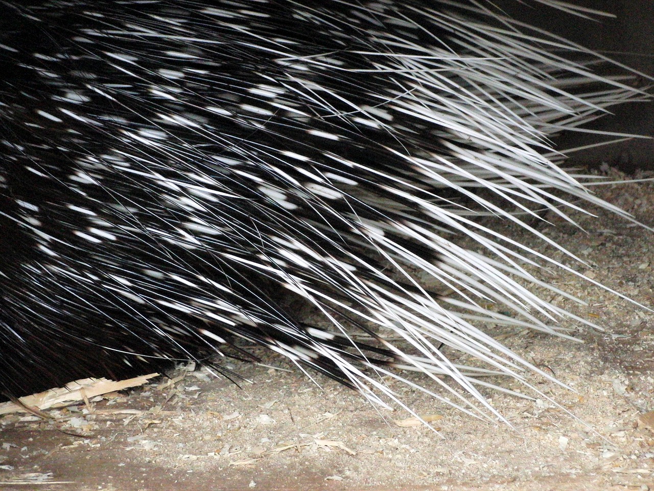 porcupine quills porcupine rodents free photo