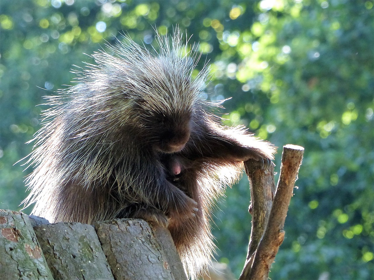 porcupines zoo sleep free photo